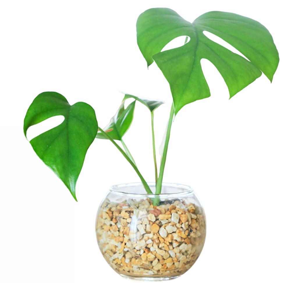 Amazon｜東京寿園 モンステラ 土を使わない 観葉植物 ミニ おしゃれ